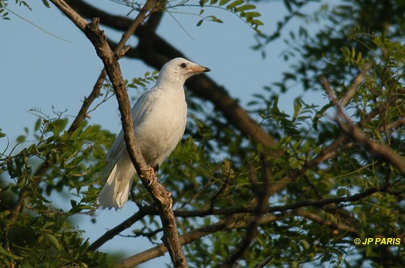 Corvus frugilegus